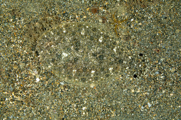 The surprising underwater world of the Indian and Pacifical Oceans