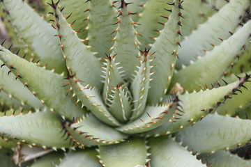 close up of cactus