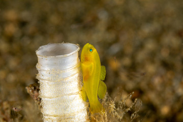 The surprising underwater world of the Indian and Pacifical Oceans