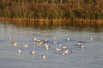 flock of seagulls on water