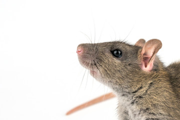 decorative hand rat on white background