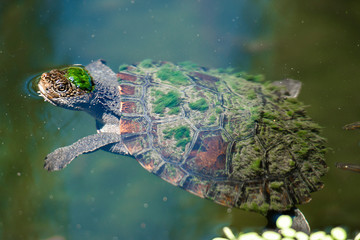 Mary River Turtle swimming in the pond during the day