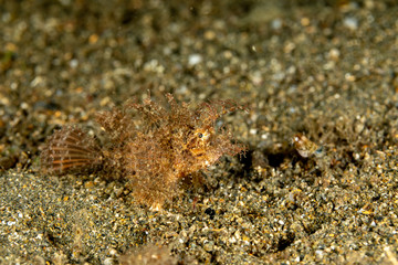 The surprising underwater world of the Indian and Pacifical Oceans