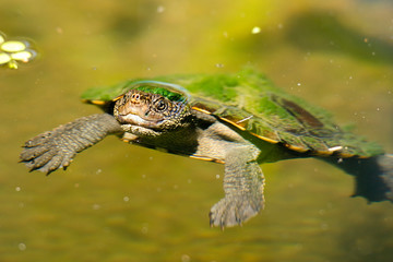 Obraz premium Mary River Turtle swimming in the pond during the day