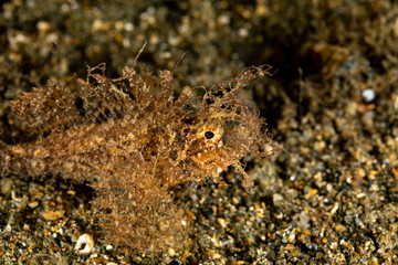 The surprising underwater world of the Indian and Pacifical Oceans