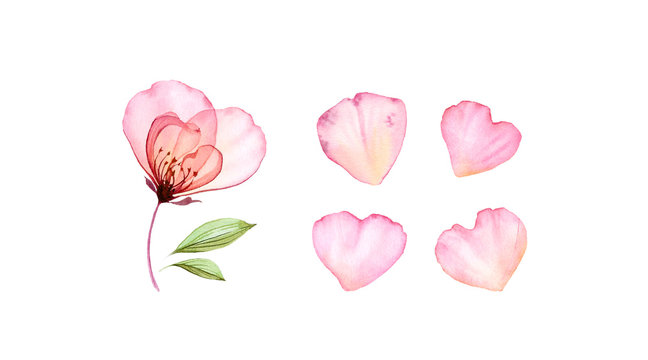 Transparent rose flower and pink petals set. Shape like heart. Watercolor hand drawn illustration isolated on white for wedding stationery design, valentines day greeting cards.