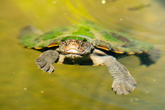Mary River Turtle swimming in the pond during the day