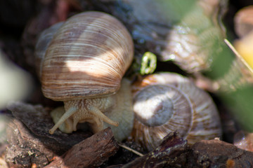 Schnecken