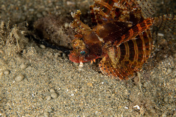 The surprising underwater world of the Indian and Pacifical Oceans