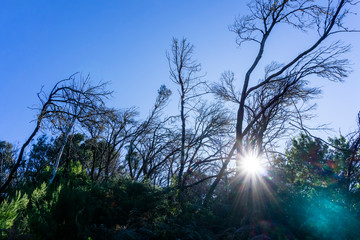 Obraz premium Fire damage in the forest on La Gomera