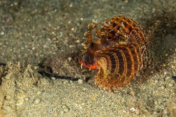 The surprising underwater world of the Indian and Pacifical Oceans