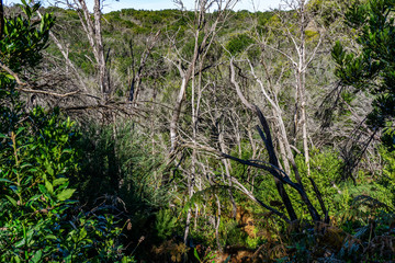 Fire damage in the national park on La Gomera