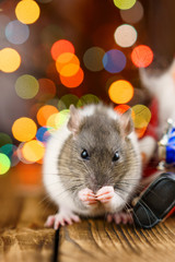 cute rat in Christmas decor, Santa Claus and bokeh