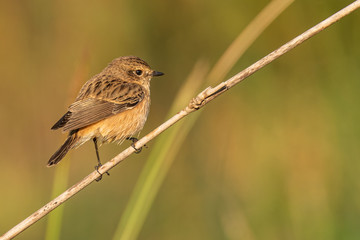 Female Pied Bushchat perching on grass stalk looking into a distance
