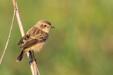 Female Pied Bushchat perching on grass stalk looking into a distance