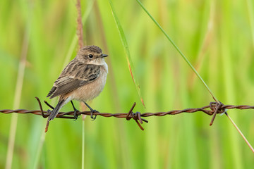 Female Pied Bushchat perching on barb wire looking into a distance