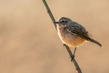 Female Pied Bushchat perching on a branch  looking into a distance