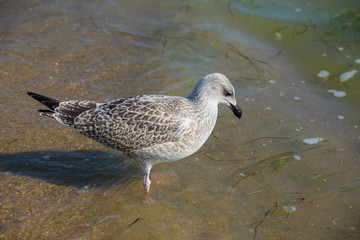 Seagull in the sea