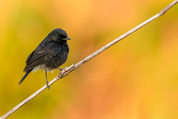 Male Pied Bushchat perching on grass stalk looking into a distance