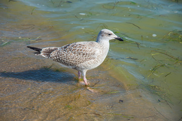 Seagull in the sea