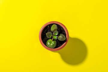 Indoor flower violet in a pot on a yellow background. Natural light, modern trend, minimalism. Flat lay, top view