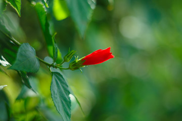 Red hibiscus flower on green blurred background. Soft focus