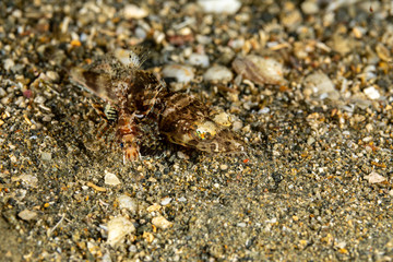 The surprising underwater world of the Indian and Pacifical Oceans