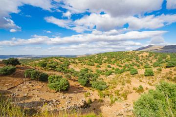 Fototapeta na wymiar In summer, a mountain landscape with a grove of young olive trees. Spain, Andalusia.