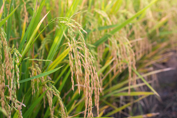 Paddy field ready for harvest in the morning.