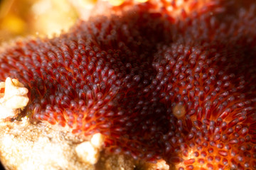 Fototapeta premium The surprising underwater world of the Indian and Pacifical Oceans