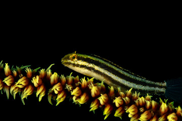 The surprising underwater world of the Indian and Pacifical Oceans