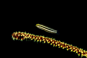 The surprising underwater world of the Indian and Pacifical Oceans