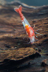 sushi shrimp