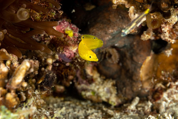 The surprising underwater world of the Indian and Pacifical Oceans