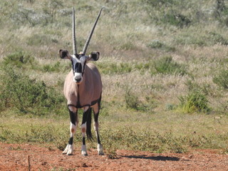 Gemsbok in Mokala NP