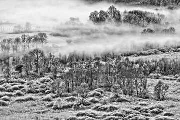A beautiful morning over the forest (Black and white photography)