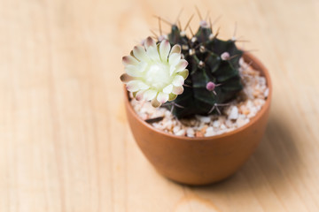 cactus in a pot on wood background