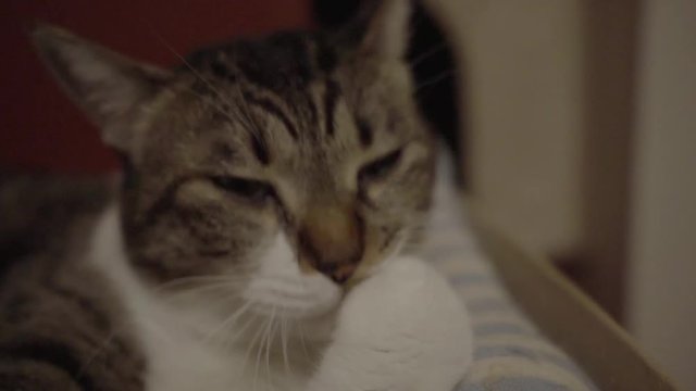 毛づくろいをするキジトラ猫