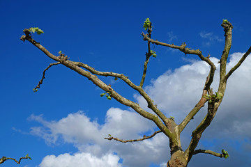 tree tending up against the blue sky
