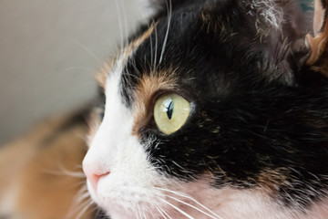 Katze dreifarbig. Katzenauge. Portrait der Katze Julie