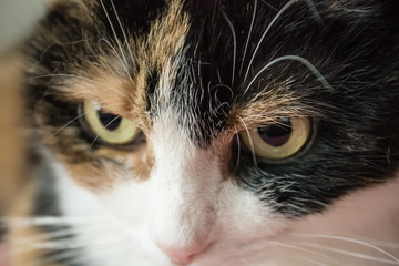 Katze dreifarbig. Katzenaugen. Portrait der Katze Julie