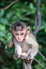 Baby monkey on a hot summer day