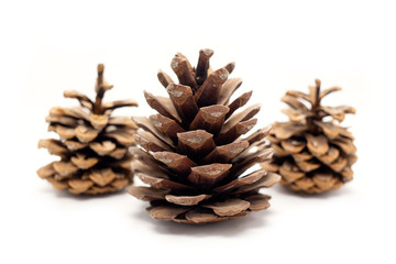  Isolated pine cones, winter, nature