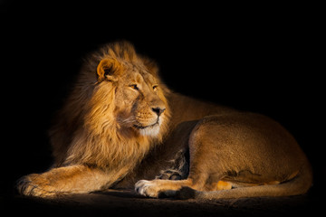 lion on a black background. handsome lion male with magnificent hair lies on the ground and looks. yellow evening light.