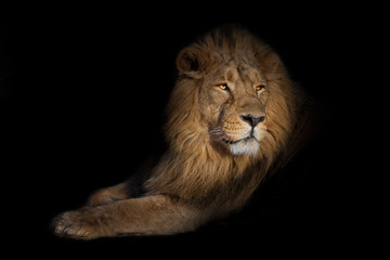 Fototapeta na wymiar lion portrait on a black background. lion on a black background. powerful lion male with a chic mane consecrated by the sun.