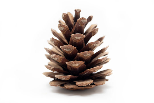  Isolated pine cones, winter, nature