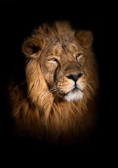Plakat lion portrait on a black background. lying around and looking patronizing. powerful lion male with a chic mane consecrated by the sun.
