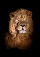 lion portrait on a black background. looks inquiringly. powerful lion male with a chic mane consecrated by the sun.