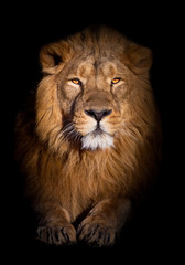 Plakat lion portrait on a black background. looks inquiringly. powerful lion male with a chic mane consecrated by the sun.