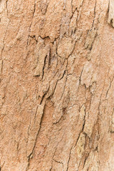 texture of bark of an old tree